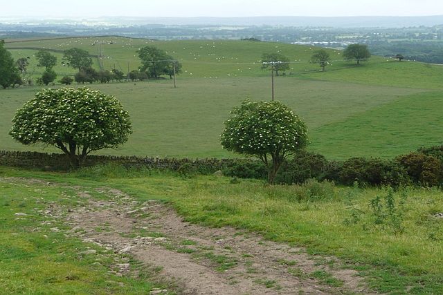 Green Dales Fields